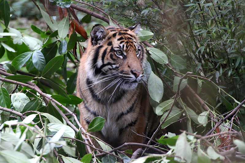 Read more about the article Tigers in Uganda, Uganda wildlife educational Centre.