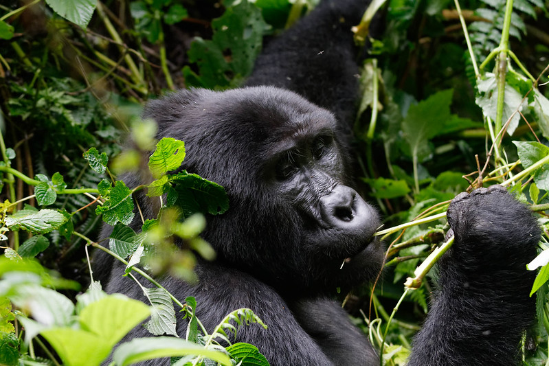 NEW YEAR GORILLA TREKKING