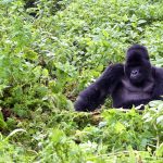 posho gorilla family in Bwindi