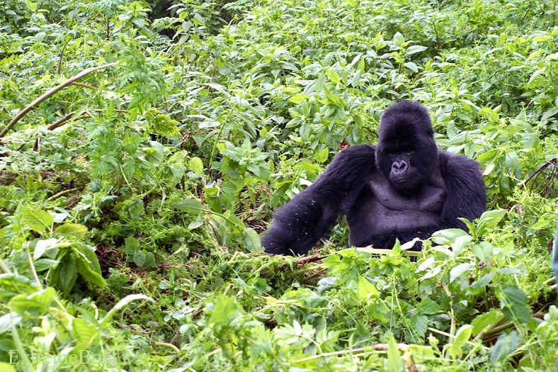 posho gorilla group