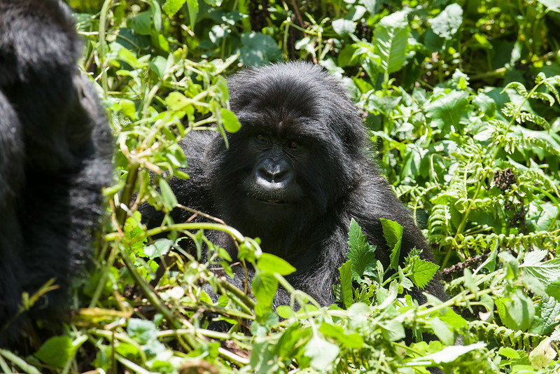 Rwanda gorilla holidays.