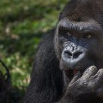 Experience Gorilla Trekking with Abunda Discoveries Uganda.