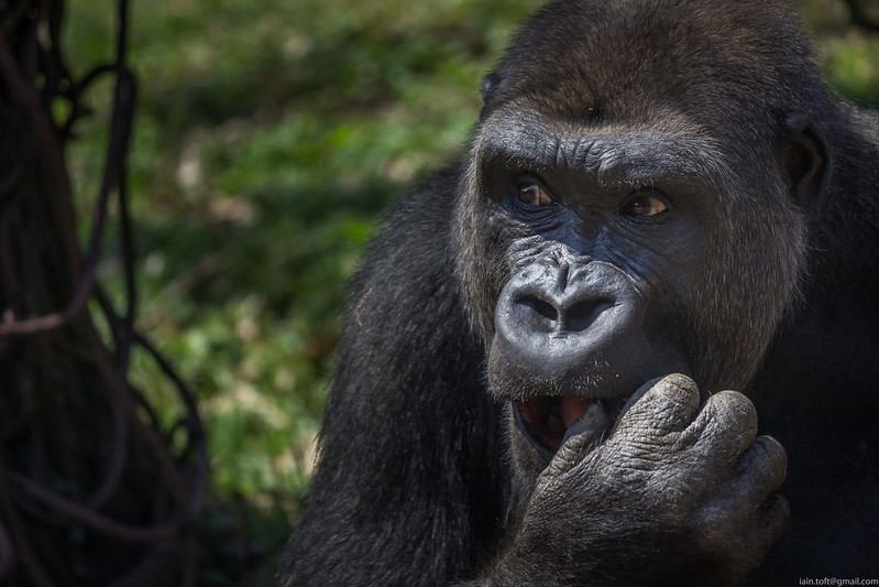 Experience Gorilla Trekking with Abunda Discoveries Uganda.