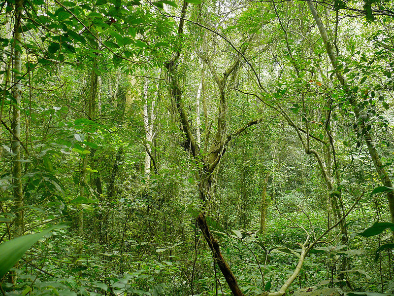 Read more about the article Rubanga forest.