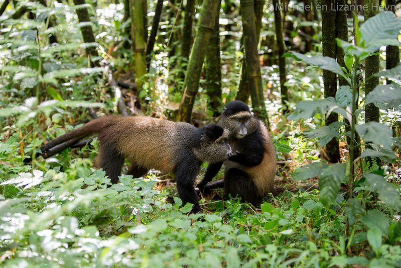 Primate habituation experiences.