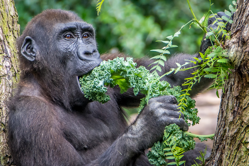 What does a gorilla safari include?