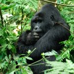 Habituated mountain gorilla families in Buhoma.