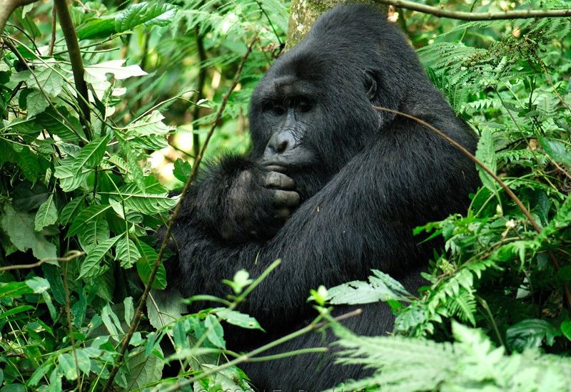 Habituated mountain gorilla families in Buhoma.