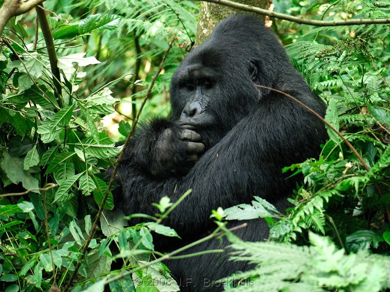 Read more about the article Habituated mountain gorilla families in Buhoma.