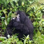 facts about mountain gorillas.