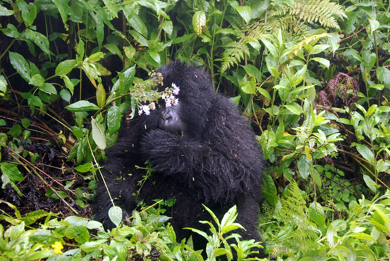 Read more about the article facts about mountain gorillas.