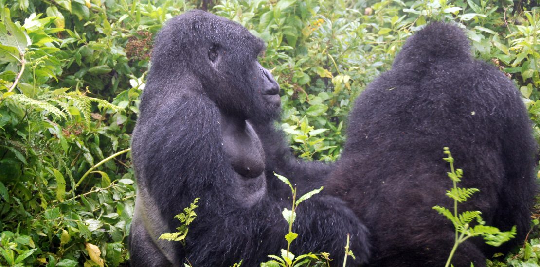 why can’t you make eye contact with a gorilla?