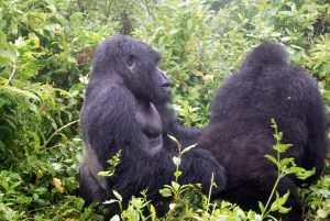 Read more about the article why can’t you make eye contact with a gorilla?