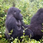 what is gorilla trekking?