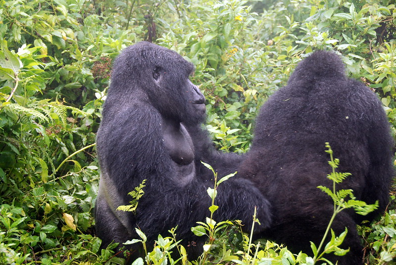 what is gorilla trekking?