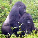 What sickness does mountain gorillas suffer from?