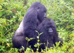 Read more about the article What sickness does mountain gorillas suffer from?