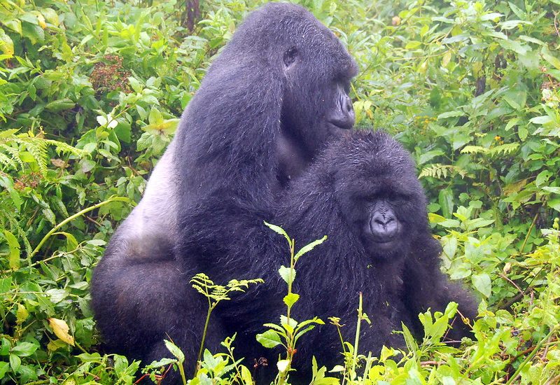 what sickness does mountain gorillas suffer from?