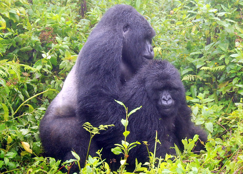 You are currently viewing What sickness does mountain gorillas suffer from?