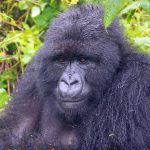 Lifespan of gorillas how long do Gorillas live?