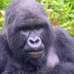 Gorilla trekking in bwindi from ntungamo.