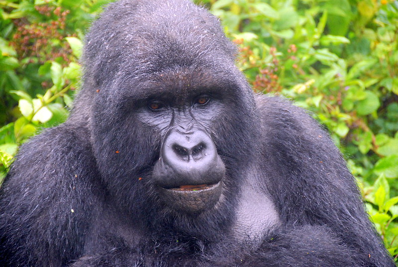 Gorilla trekking in Bwindi from Ntungamo.