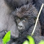 The journey to see gorillas in Uganda.