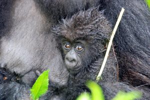 Read more about the article The journey to see gorillas in Uganda.