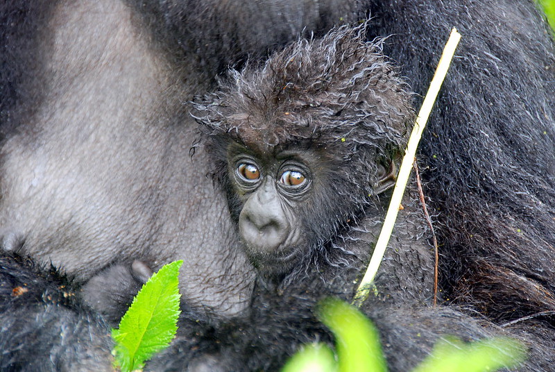 The journey to see gorillas in Uganda.