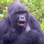 What is unique about mountain gorillas.