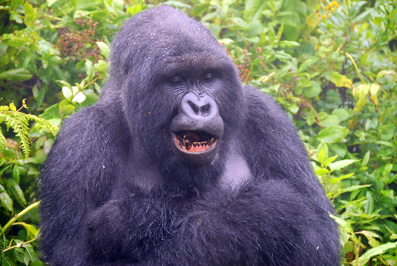 Read more about the article What is unique about mountain gorillas.