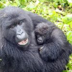 What occurs when a member of a gorilla family passes away?