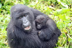 Read more about the article What occurs when a member of a gorilla family passes away?