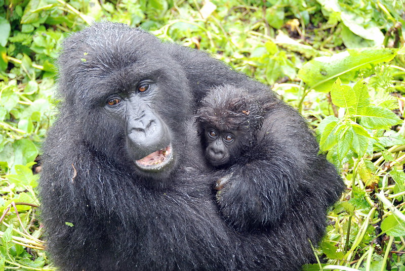 what happens when a Gorilla family member passes on?