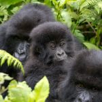 Gorilla families in Virunga national park DR. Congo.