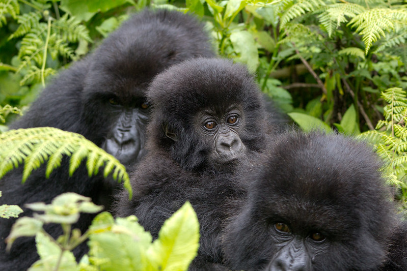 gorilla families at Virunga national park DR Congo