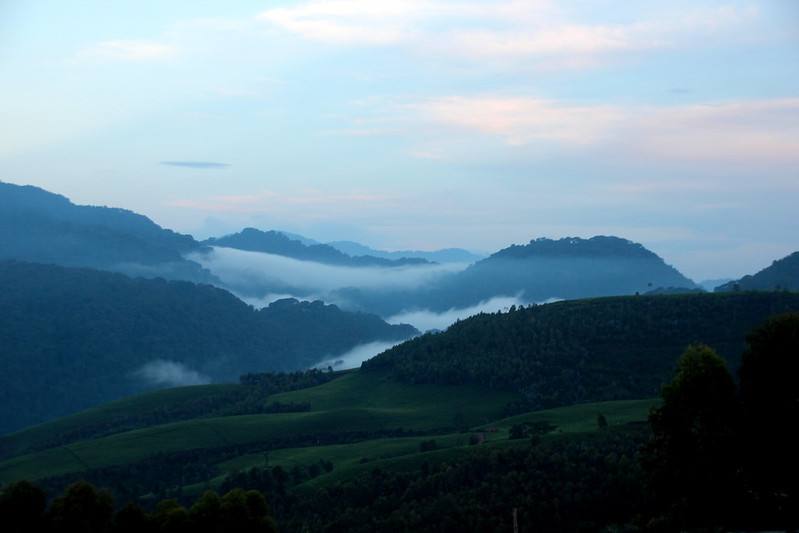 Night walks in Nyungwe Forest National Park.