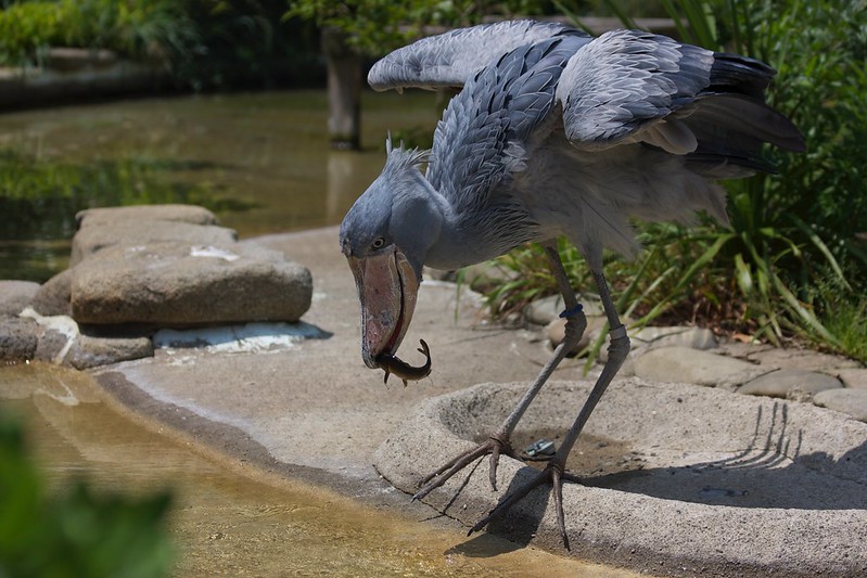 Read more about the article best birding sites in Uganda.