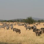 Gorillas and Serengeti safari.