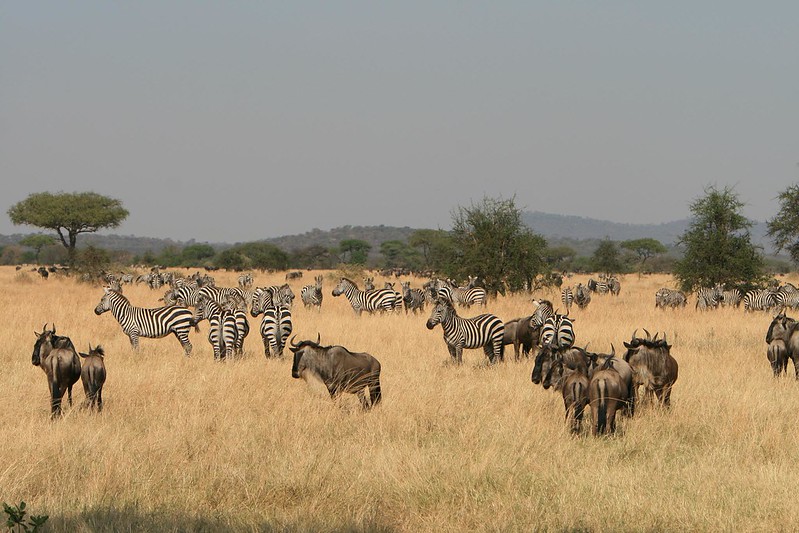 Gorillas and Serengeti safari.