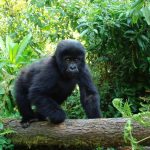 Baby gorillas interesting facts you ought to know.