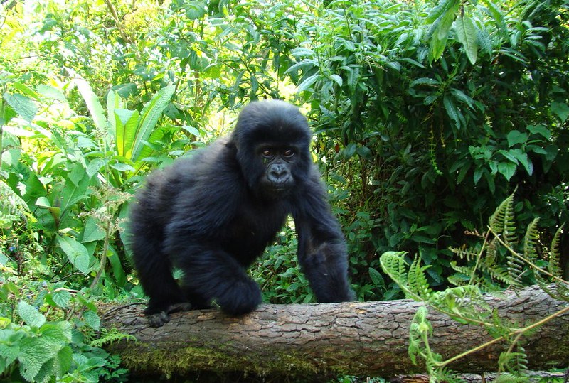 Read more about the article Baby gorillas interesting facts you ought to know.