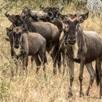 Tanzania safari animals.