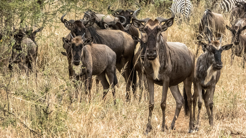 Tanzania safari animals.