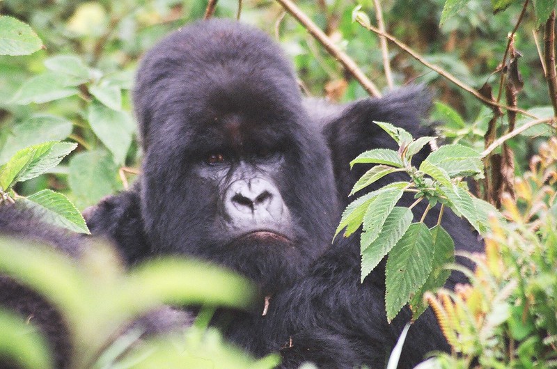 what to do when a gorilla charges at you