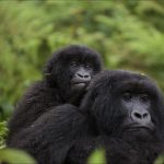 Exclusive gorilla family tours