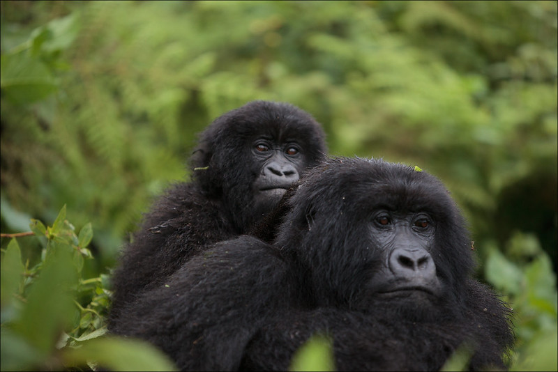 exclusive gorilla family tours