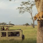 Uganda’s top 8 safari activities.