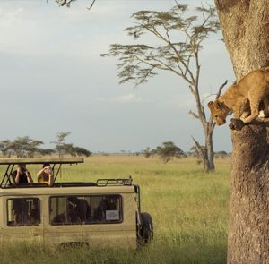 Read more about the article Uganda’s top 8 safari activities.