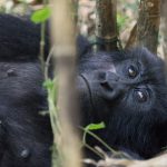 Habituated mountain gorillas in Mgahinga gorilla national park.